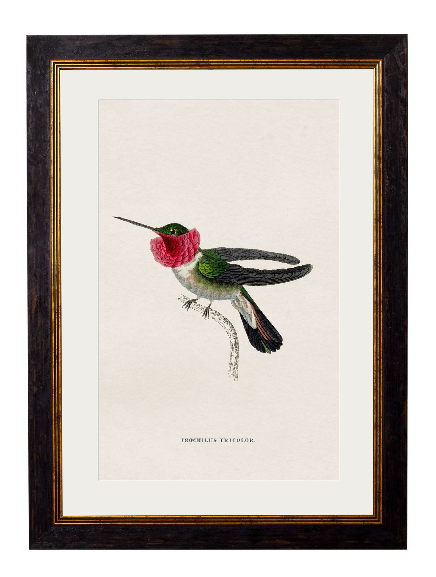 c.1833 Hummingbirds