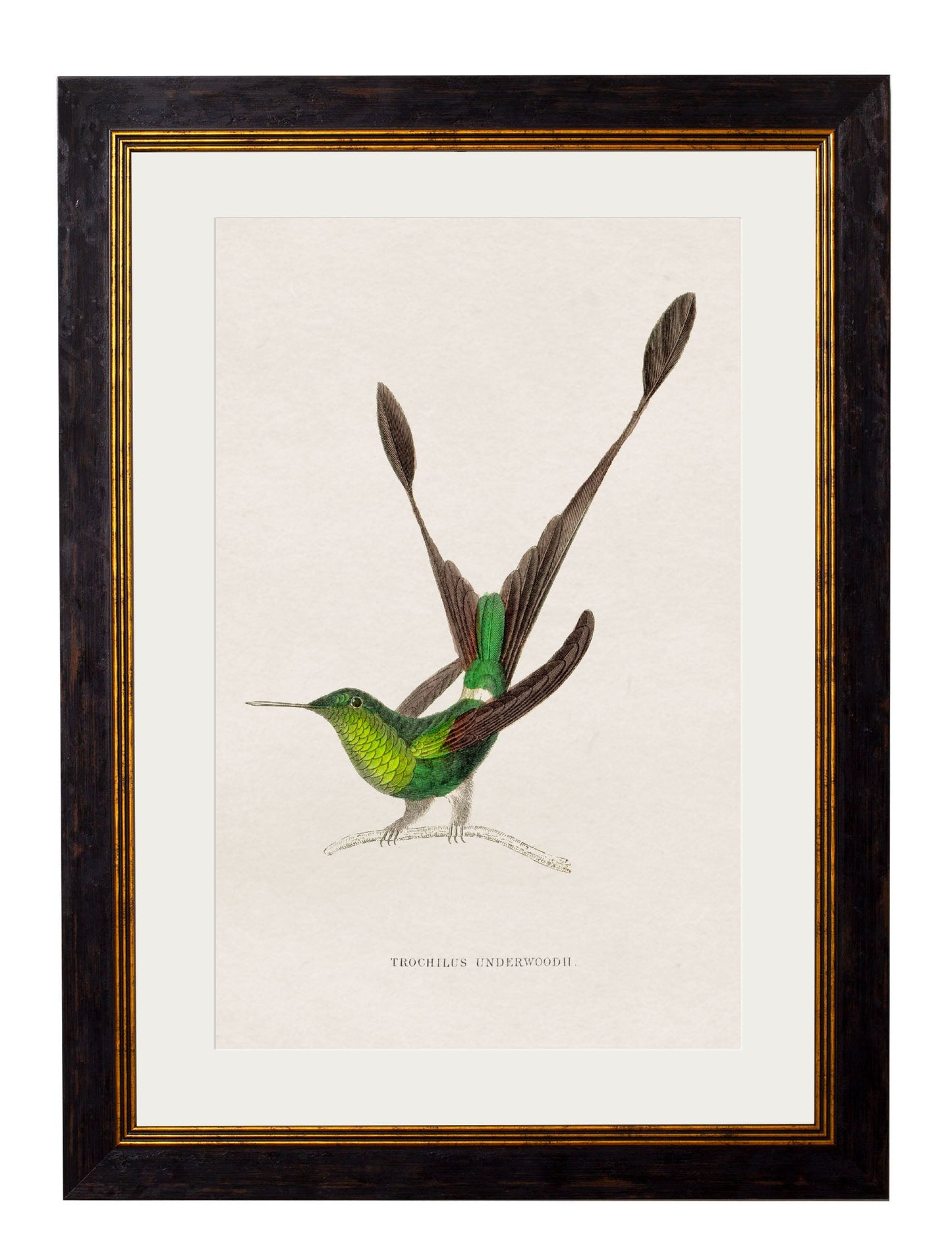 c.1833 Hummingbirds