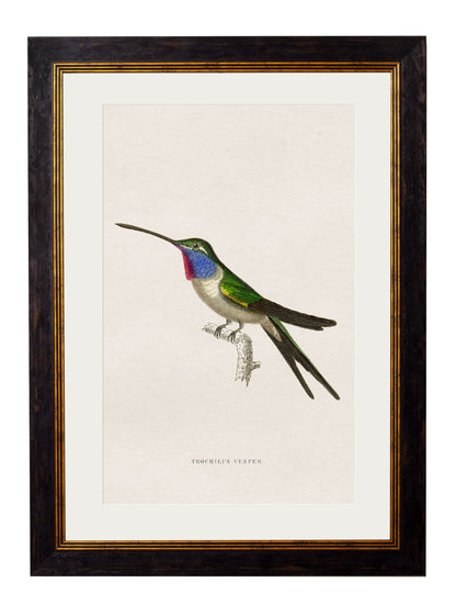 c.1833 Hummingbirds