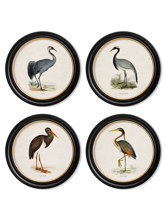 c.1870 Wading Birds in Round Frames