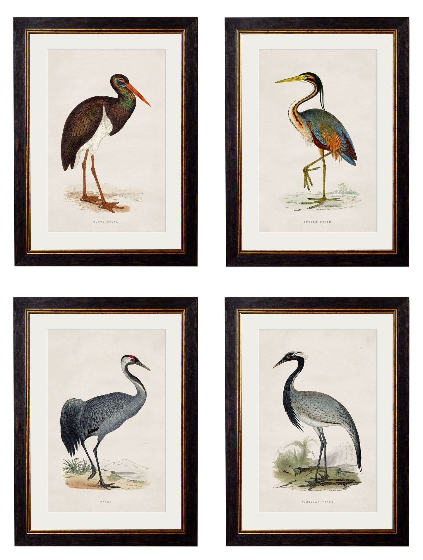 c.1850's British Wading Birds