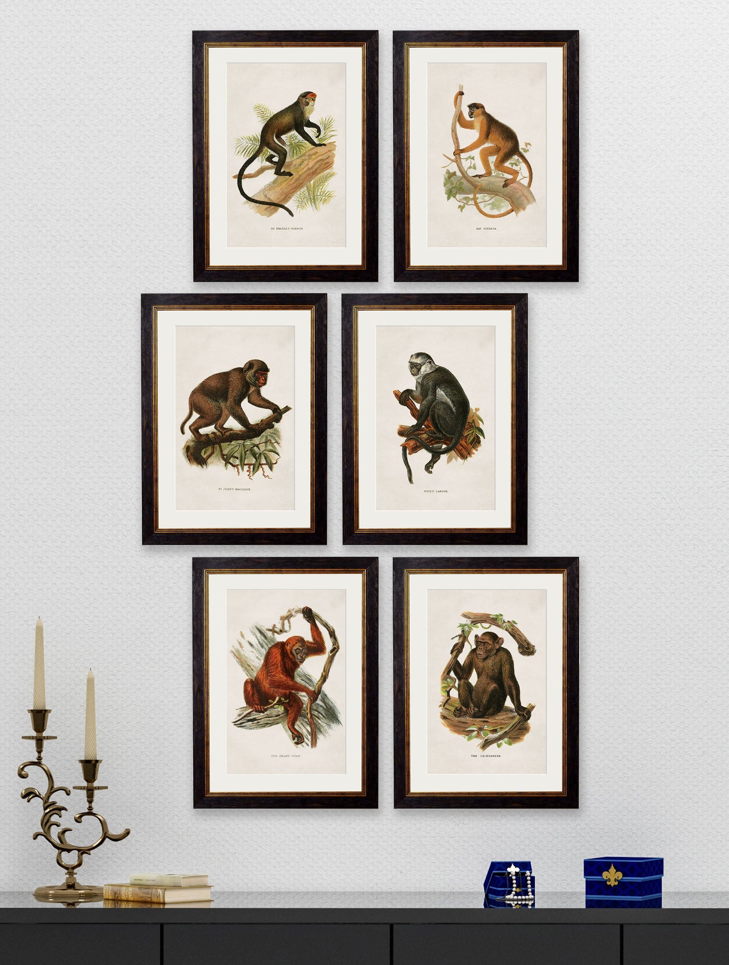 c.1910 Collection of Primates