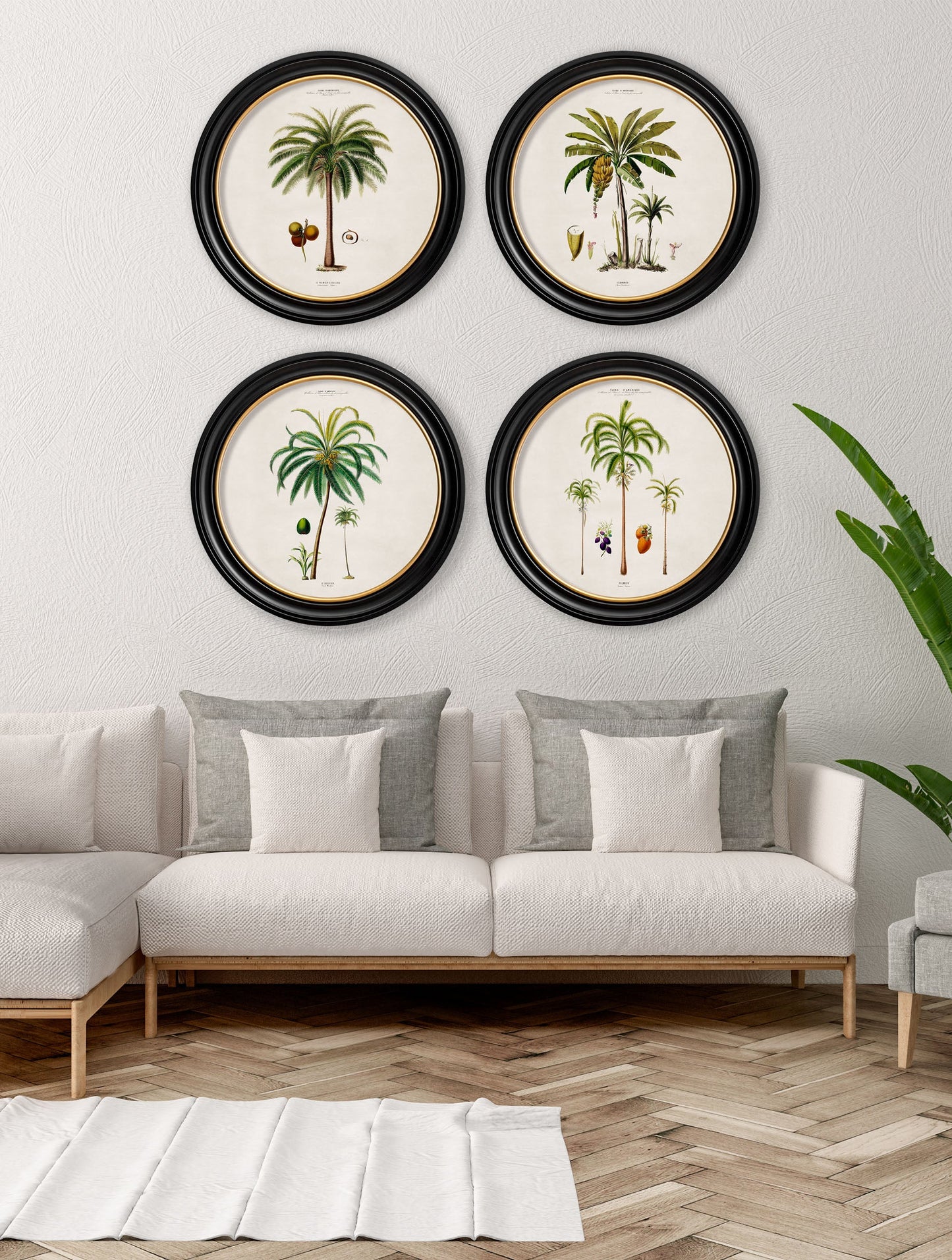 c.1843 Studies of South American Palm Trees in Round Frames