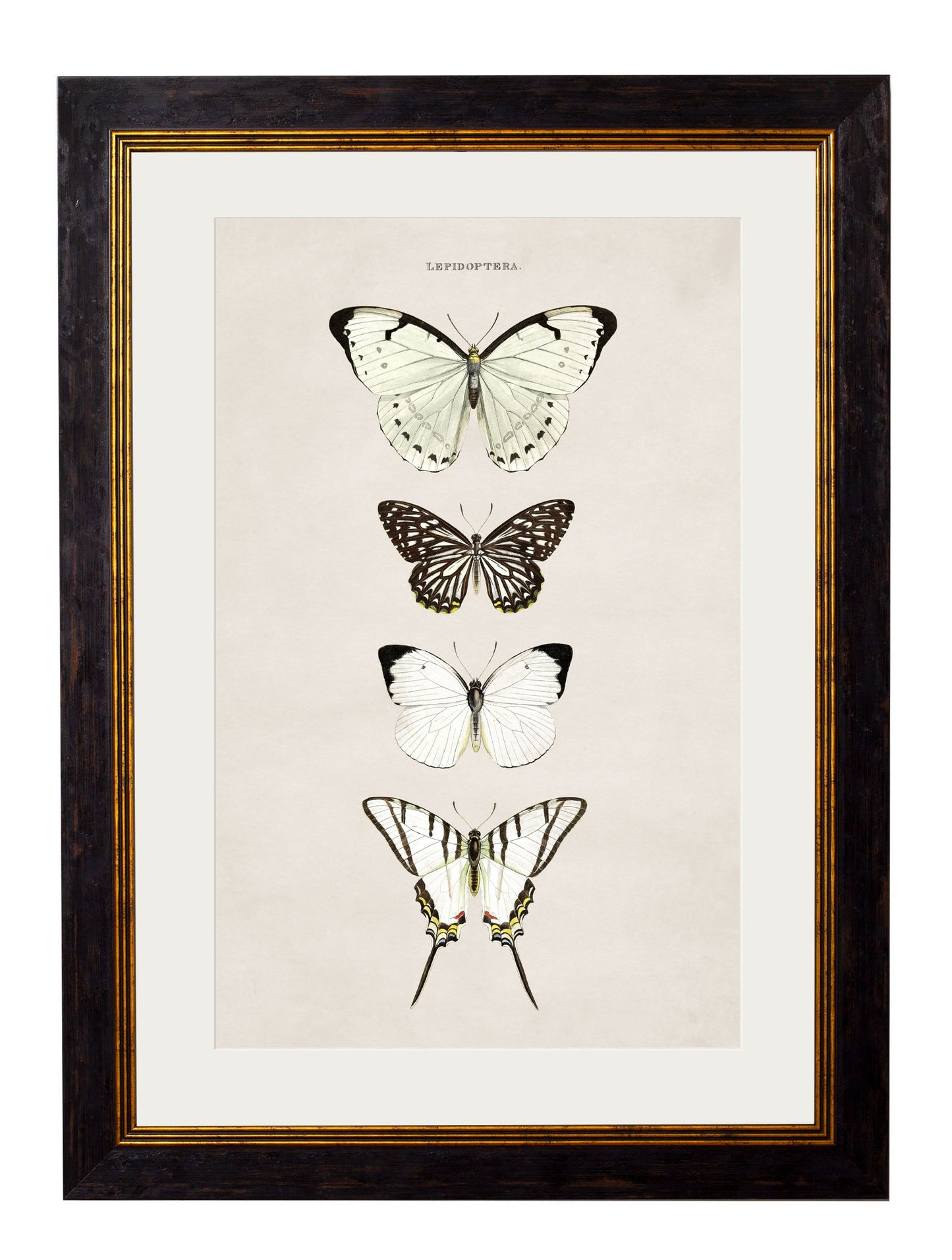 c.1835 Butterflies