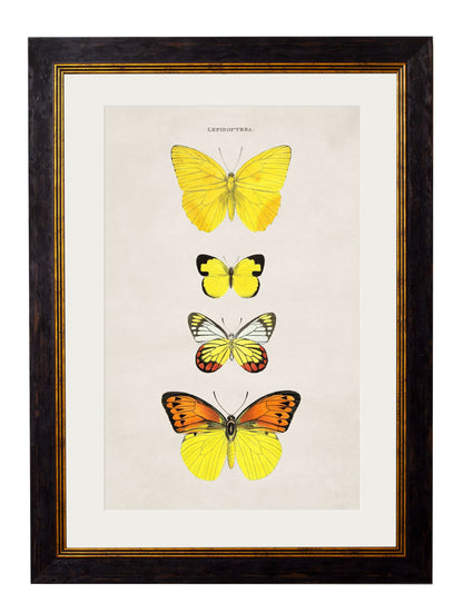 c.1835 Butterflies