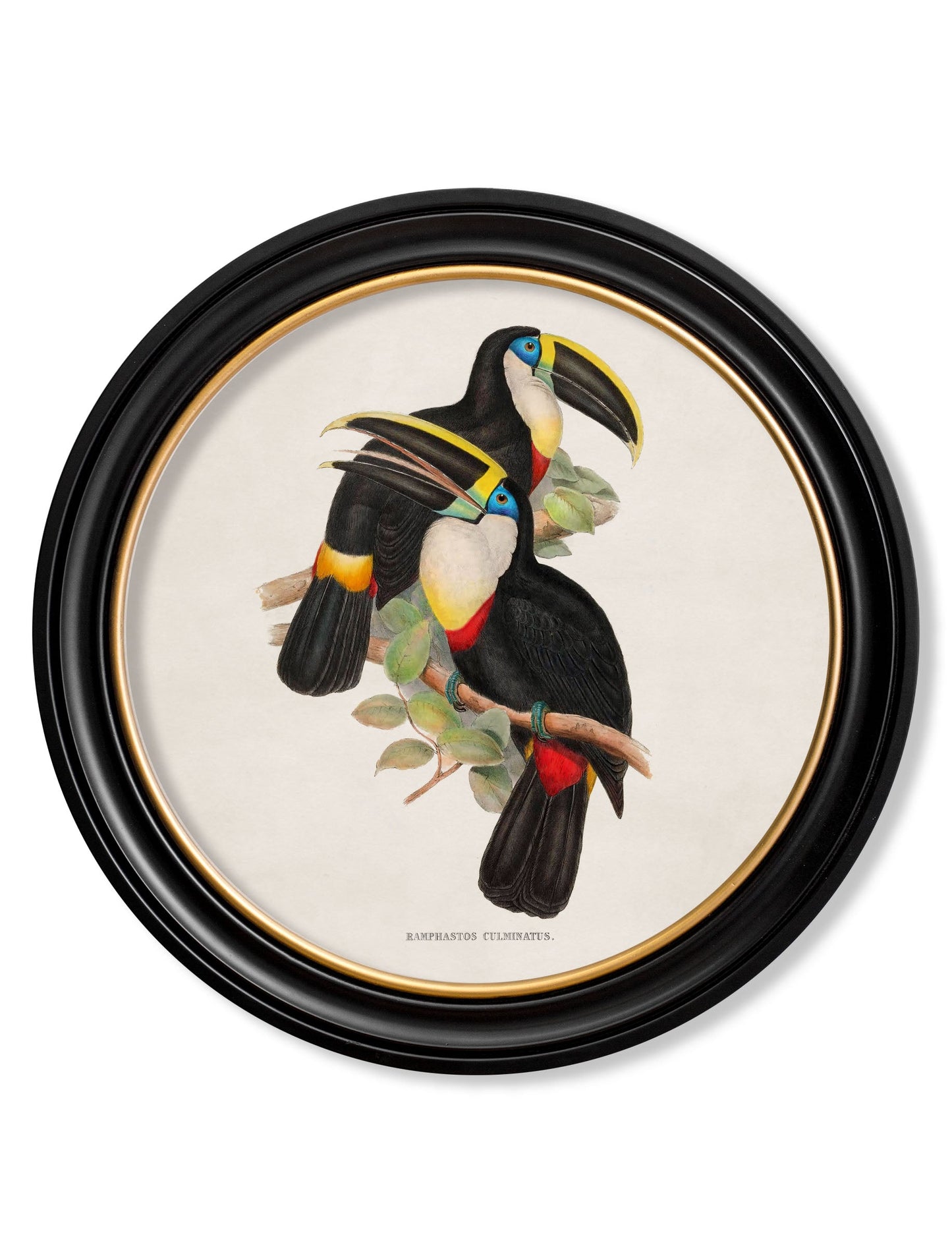 c.1848 Toucans - Round Frames