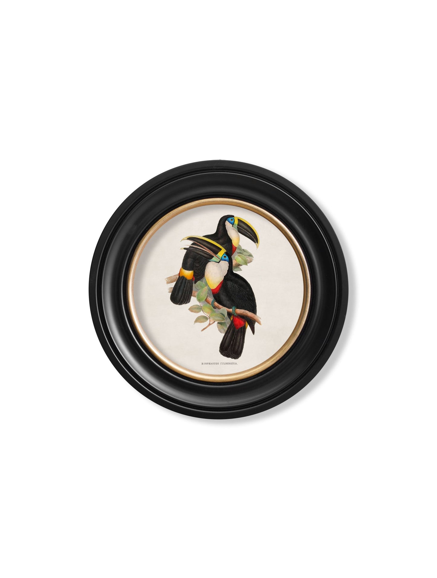 c.1848 Toucans - Round Frames